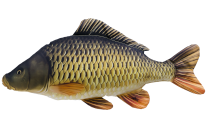 COJÍN PEZ CARPA PEQUEÑA 64CM