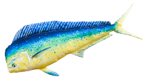 COJÍN PEZ LLAMPUGA / MAHI-MAHI 112CM