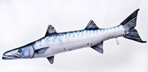 COJÍN PEZ BARRACUDA 110CM