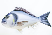 COJÍN PEZ DORADA 60CM